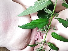 Labia Torture With Nettles...  - Wide Spread Legs