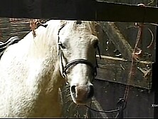 Dirty Wild Sex In A Barn For Naughty Farm Girls