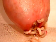 Very Nice Maggot Fun