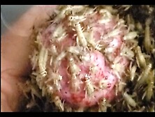 Crickets eat head 9-19-25