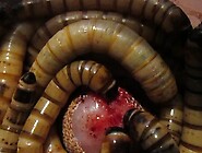 morio worms eat into cock head exposed area
