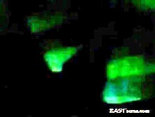 Malay Babe Hashimah Cheras Blowjob