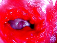 Bizarre close-up ASMR head inside soaked vagina