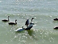 Rampant Robbery Part 1: Bi Besties Leya Desantis And Veronica Leal Share A Glass Vibrator In The Sexy Tub GP3341