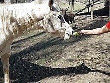 I was excited to see the size of a horse's penis !!! I wanted my boyfriend to focus like this !!! Paty Butt, El Toro De Oro