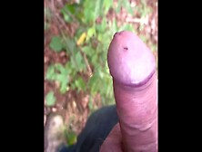 Mosquito Cock Feeding In Woods