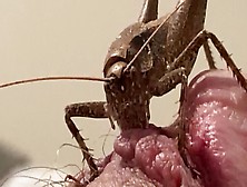 Katydid Eating Foreskin