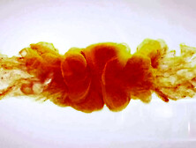 Sweet Soul Pisser by Wet and Pissy