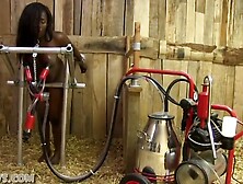 full ebony udders