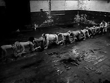 The Human Centipede Ii (Full Sequence) (2011). Avi