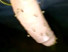 Mosquitoes On My Dick