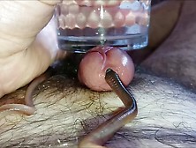 Worm Video 187