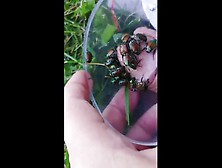 Japanese Beetles Feast On Cock