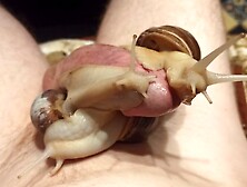 Cumming Hands Free For Almost A Minute With Snails