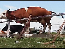 Vintage Blonde MILF Gets Rough Outdoor Fuck on Farm