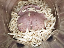 Maggots Throbbing In My Cock