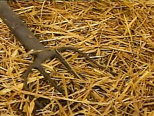 CULI GROSSI E SUCCOSI - (Full HD Movie uncut)