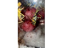 Grasshoppers eat head and sac