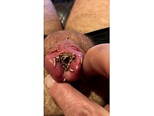 Feeding useless cock to maggots