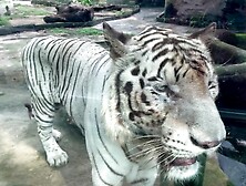 The Tigers of Saigon