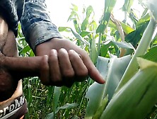 Jizzing On Maize Leaf,