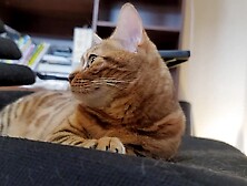 Yiff bites u in intensive play