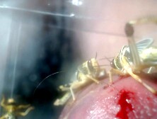 Feeding Of The Locusts