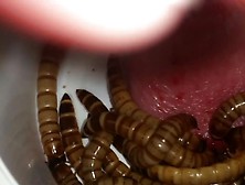 Superworms Rim Dining