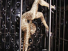 Wild Leopard Strip - Watch4Fetish