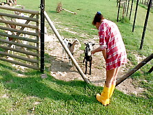 The Farmer's In Doggiestyle #4