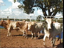 Cowboy Stud Drills Blonde Hottie’S Ass In A Barn After Riding