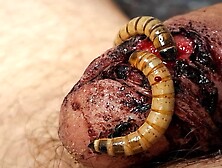 Maggots Love Cock Meat