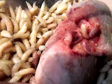 Maggots Fight Over Nail Hole Access To Cock Meat