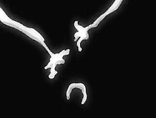 Hentai Pros The Immoral Wife 2