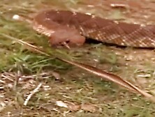 The Wild Wet - WW - PB