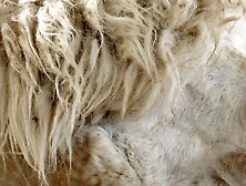 Alpaca - Animals of the Earth - Let's save the animals