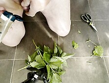 Urethra Stinging Nettle for slave Peths Part1