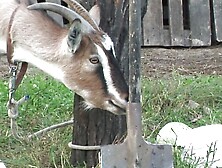 MATURE 4 LOVER - LESBO GRANNIES FUCK WITH A STRAP-ON DILDO