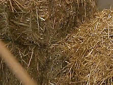 Sensual Emotion - Part 03