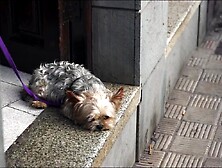 SEX VLOG IN THE CANARY ISLANDS - LUNA’S TRAVEL (MOVIE SCENE 31)