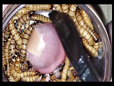 Superworms Eat Head Part-3