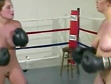 cat fights - do not beat in the face