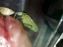 Green Shield Bug 2023