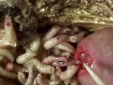 Fly Maggots So Hungry. Mp4