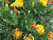 I went to church for the garden,  I stayed for the service.