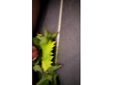 Nettle Torture Orgasm