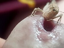 Delicious lunch for Grasshopper