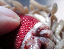 Maggots Mining For Meat In Glans Of Cock