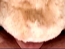 Breeding my Teddy Bear