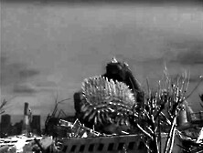 "godzilla Raids Again" (1995)